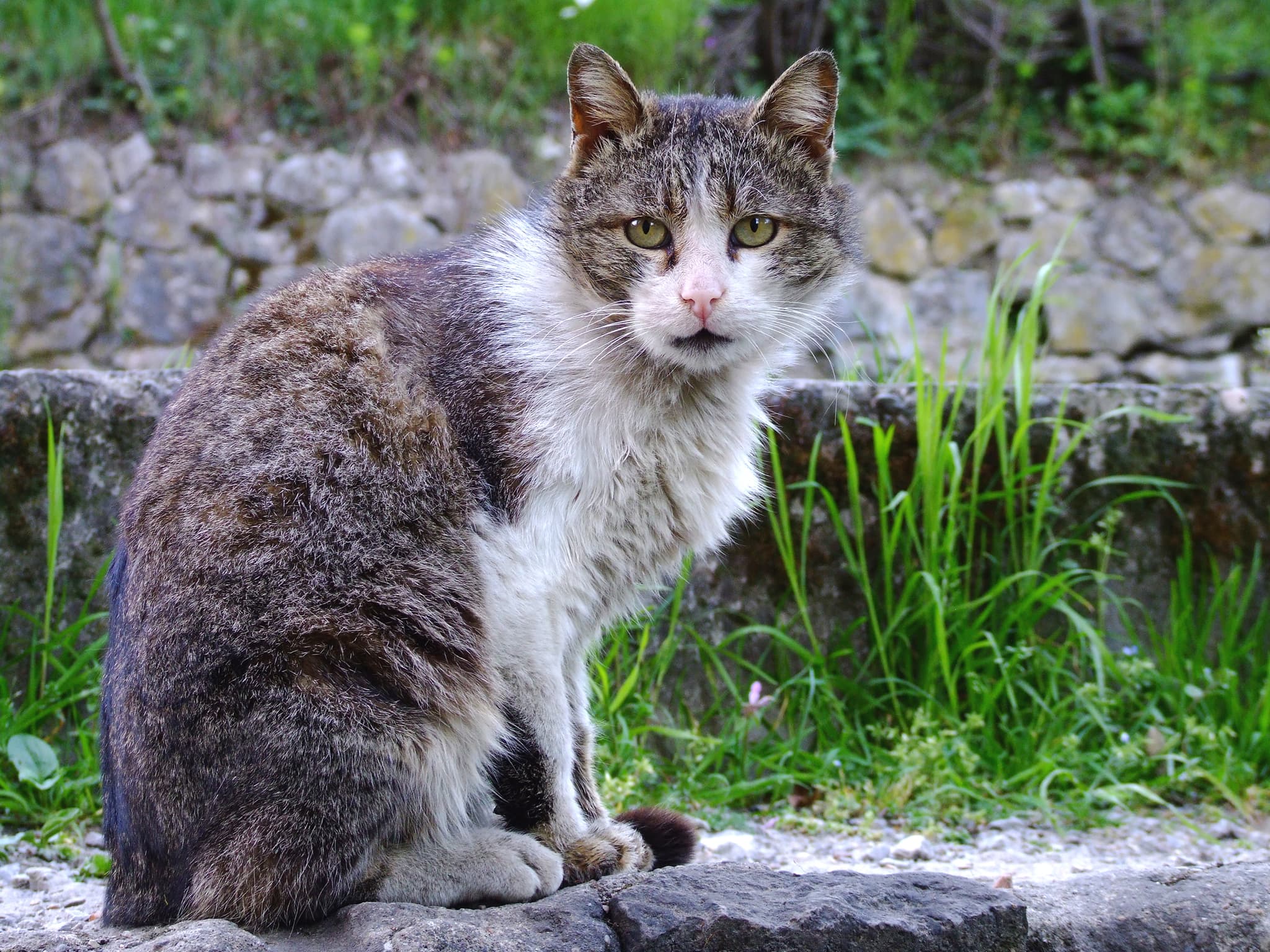 Asociación de Felinos Protegidos - 7 Razones