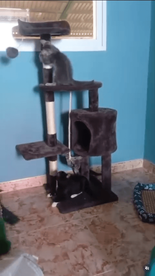 Estos mini michis buscan una casa de acogida y salir de ahí que hace tantísima calor debajo de esas chapas. O una adopción definitiva y que por fin puedan tener una familia 🆘️🆘️🆘️🏡🆘️🆘️🆘️ #adoptagatos #adoptdontshop #acogida